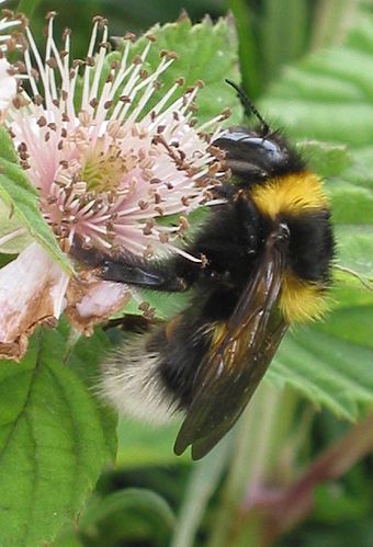 Bombus hortorum